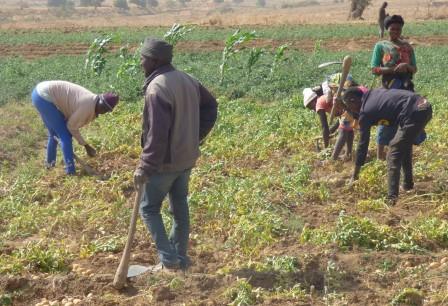 THE IDPs FARMING INITIATIVE (Harvest).