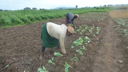 THE IDPs Farming Initiative (Phase 2).