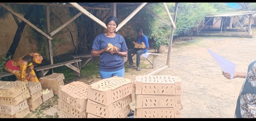 Woman holding chicks beside poultry transport boxes